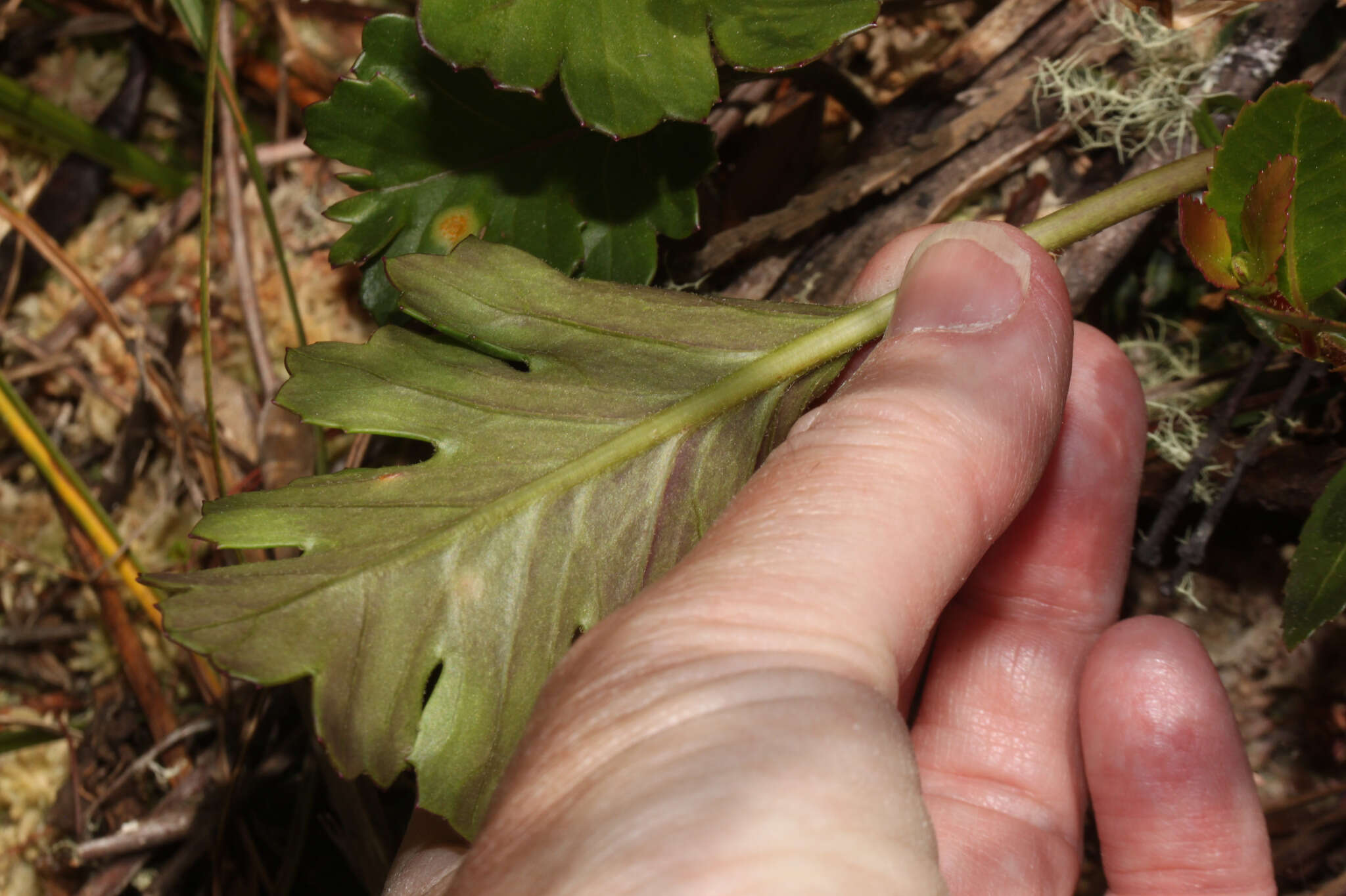 Image of Dorobaea callacallensis (Cuatrec.) B. Nord. & J. F. Pruski