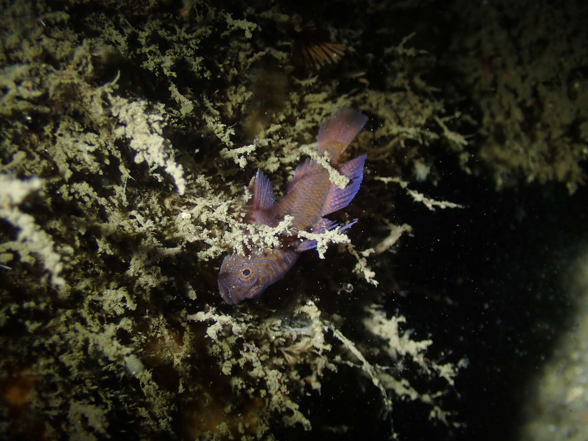 Image of Orange reef-goby