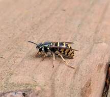 Image of Alaska Yellowjacket