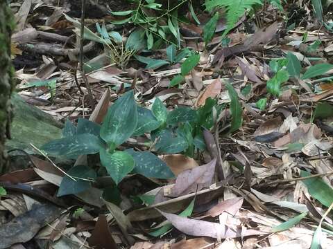 Image of Goodyera daibuzanensis Yamam.