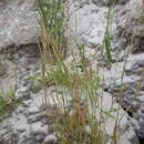 Image of snow grass