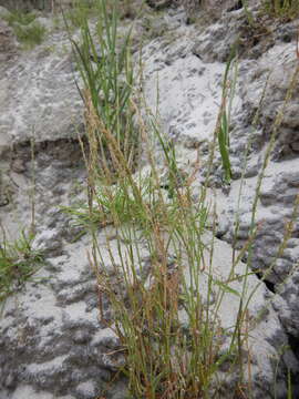 Image of snow grass