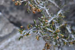 Plancia ëd Purshia ericifolia (Torr. ex Gray) J. Henrickson