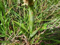 Image of Skeptrostachys paraguayensis (Rchb. fil.) Garay