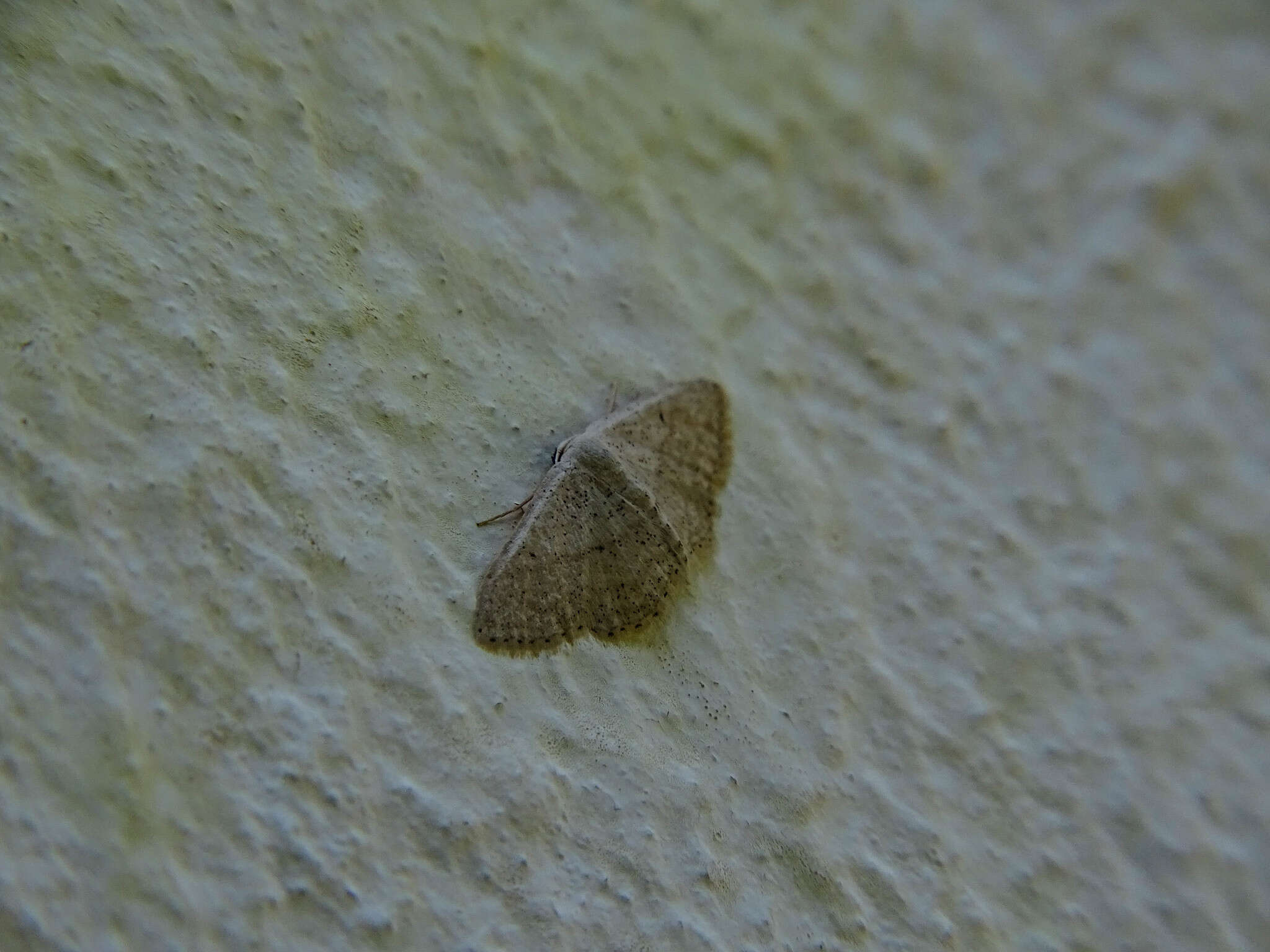 Image of Idaea palaestinensis Sterneck 1933