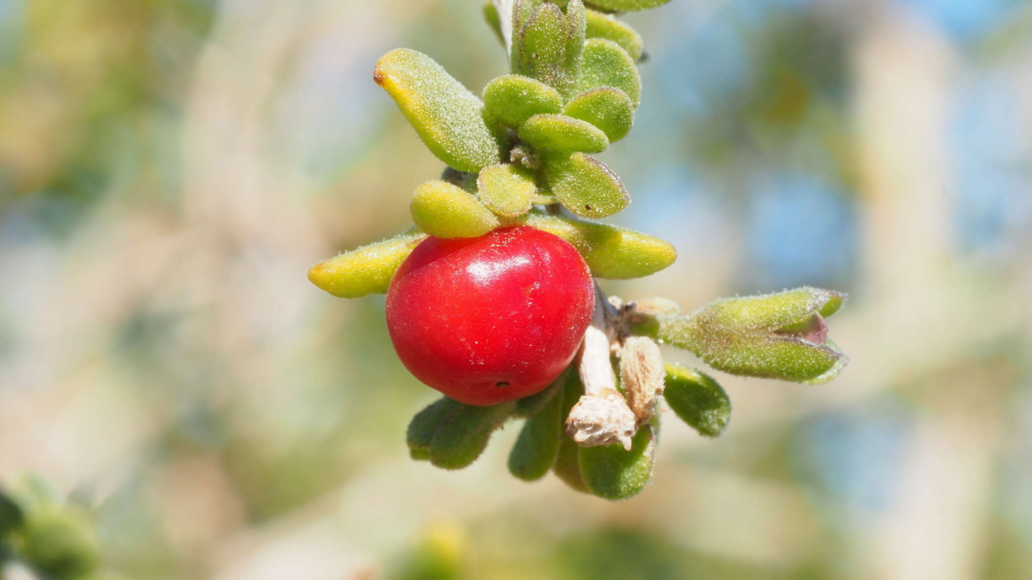 Image de Lycium brevipes var. brevipes