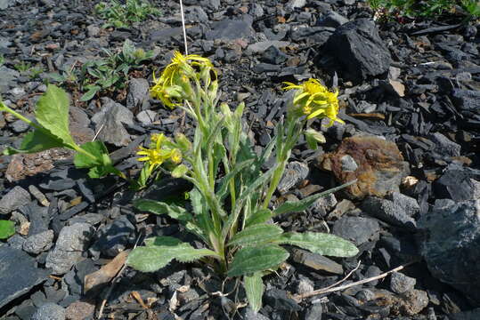 Image de Senecio elmeri Piper