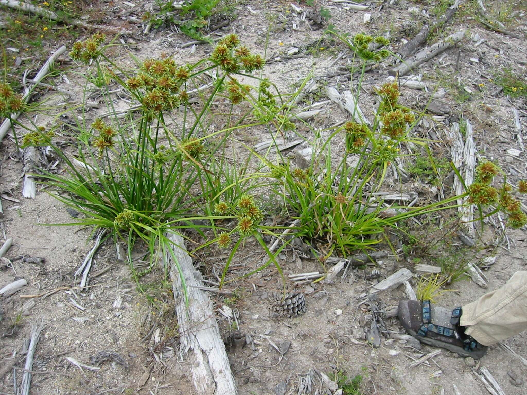 Image of Tall flatsedge