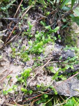 Image of Meadow Spike-Moss