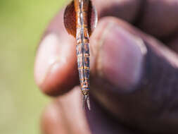 Image of Tramea stenoloba (Watson 1962)