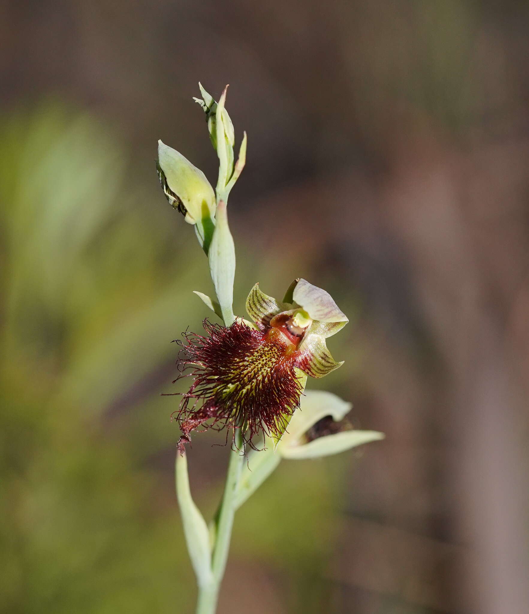 Calochilus paludosus R. Br.的圖片