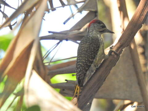 Image of Yellow Goldentail Woodpecker