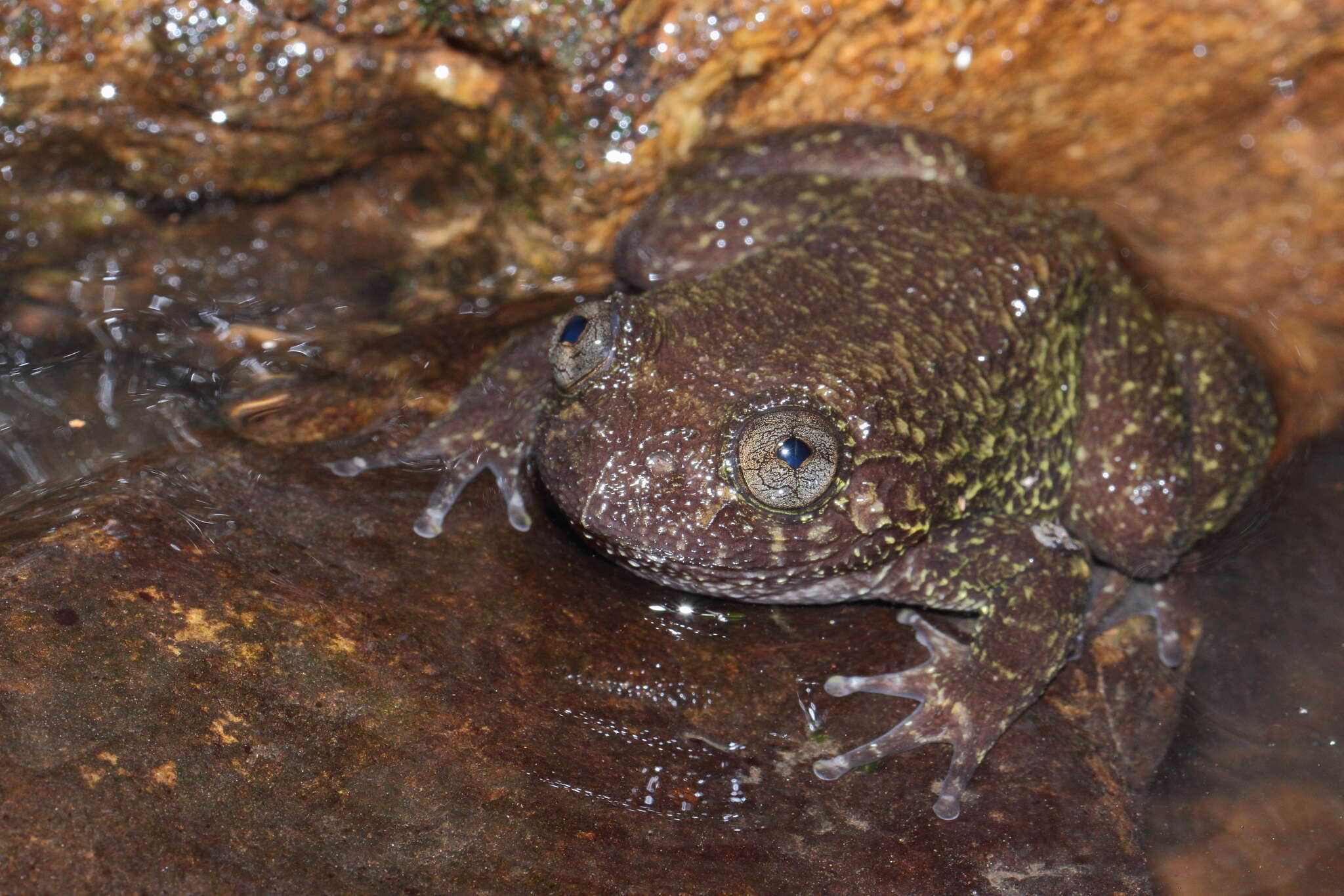 Plancia ëd Nyctibatrachus grandis Biju, Van Bocxlaer, Mahony, Dinesh, Radhakrishnan, Zachariah, Giri & Bossuyt 2011