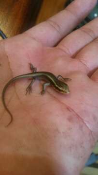 Image of Montane Speckled Skink