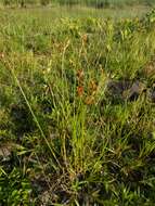 Image of broom sedge