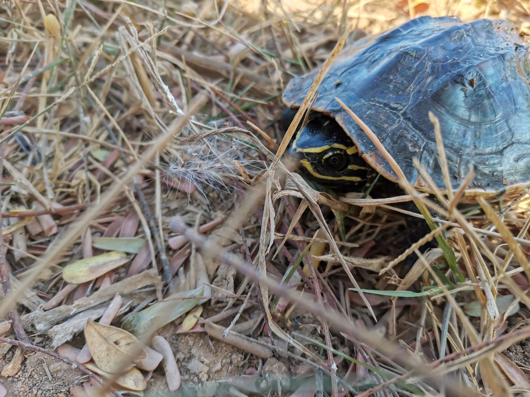 Image of Malayan snail-eating turtle