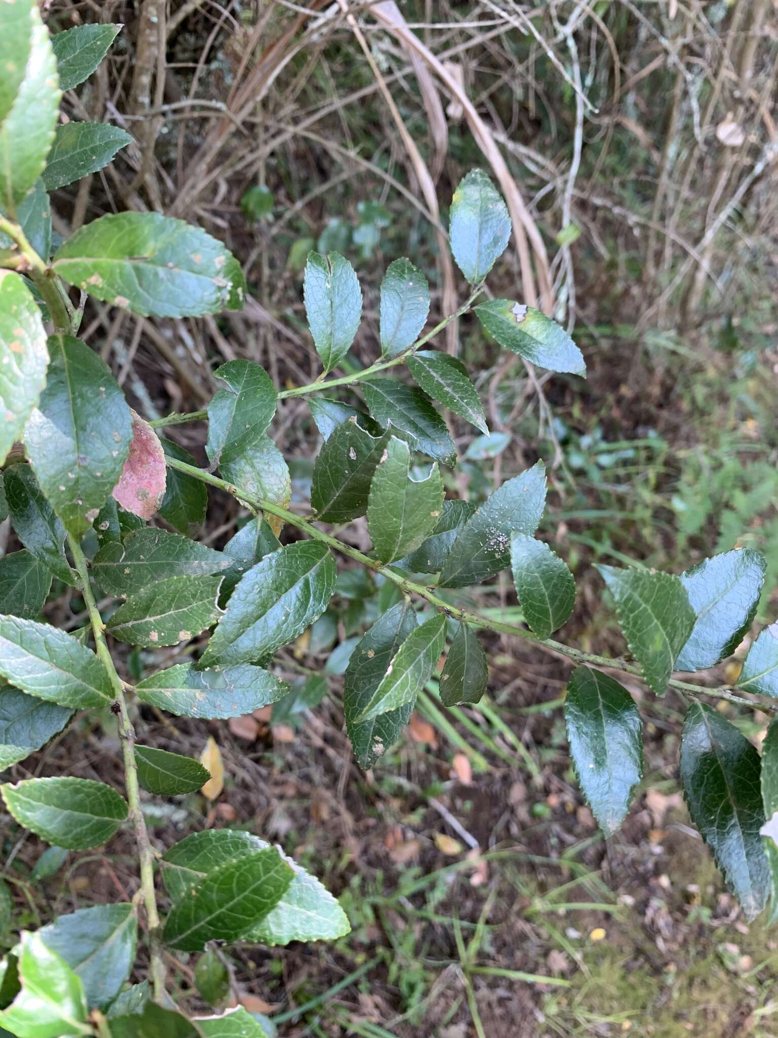 Image of Vaccinium exul Bolus