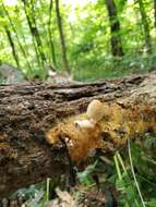 Image of Orange-mat coprinus