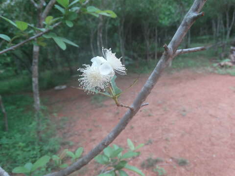 Image of guava