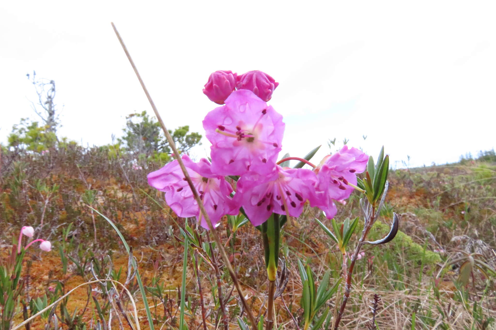 Image of alpine laurel