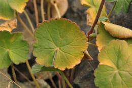 Image of Pelargonium endlicherianum Fenzl