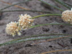 Sivun Lomandra leucocephala subsp. robusta A. T. Lee kuva