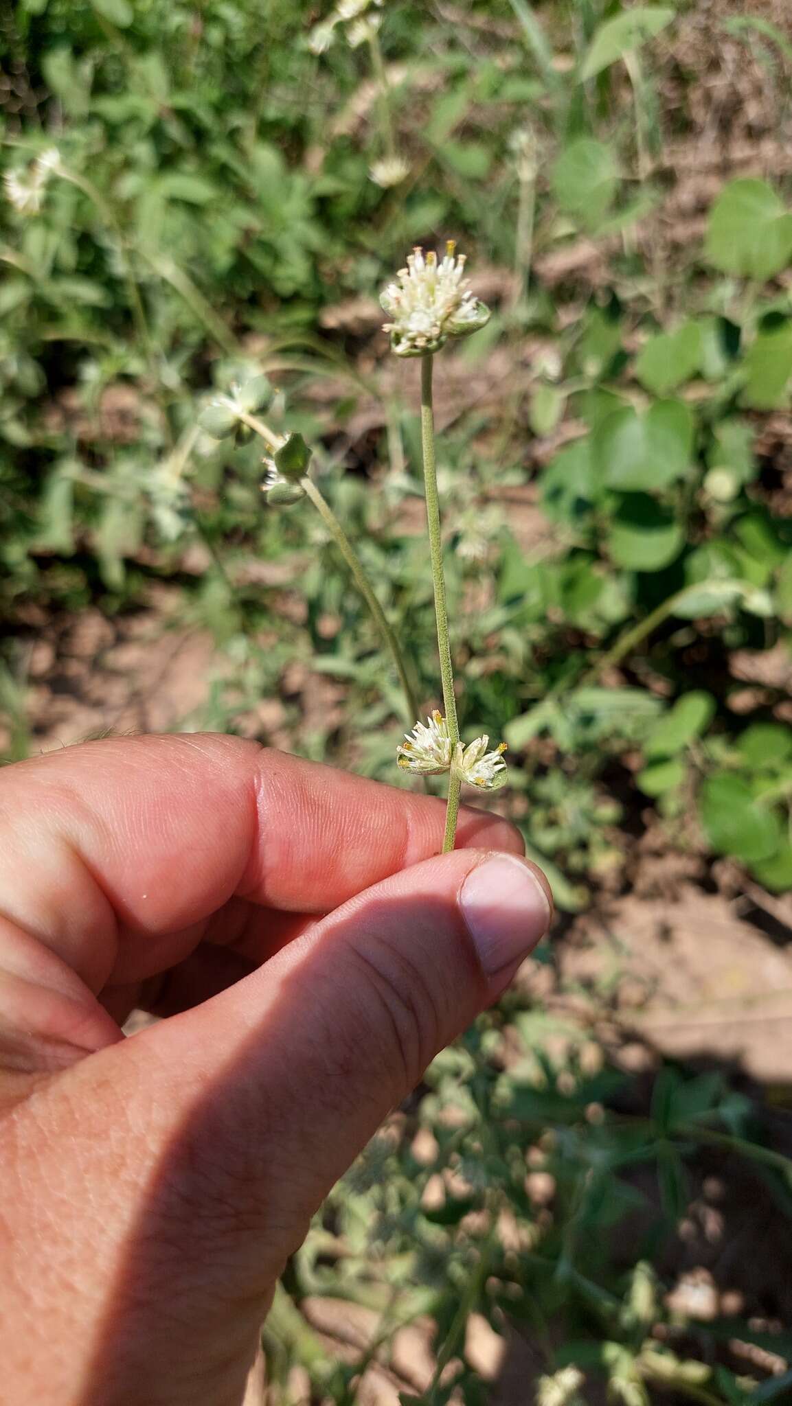 Image of Gomphrena perennis L.