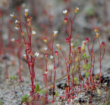 Image of nailwort