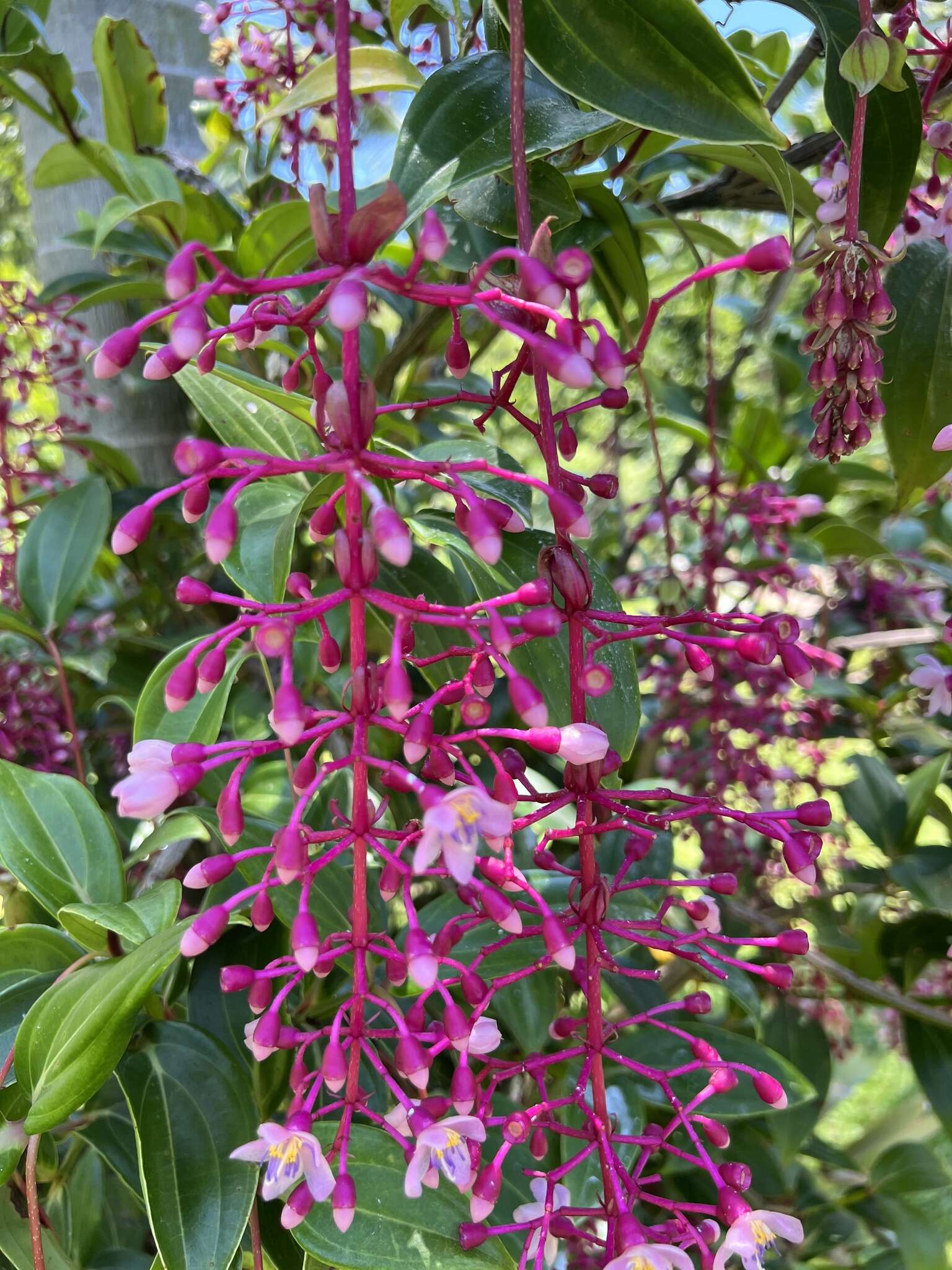 Image of Medinilla speciosa (Reinw. ex Bl.) Bl.