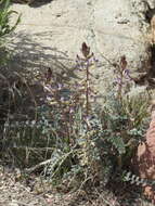 Image of widow's milkvetch