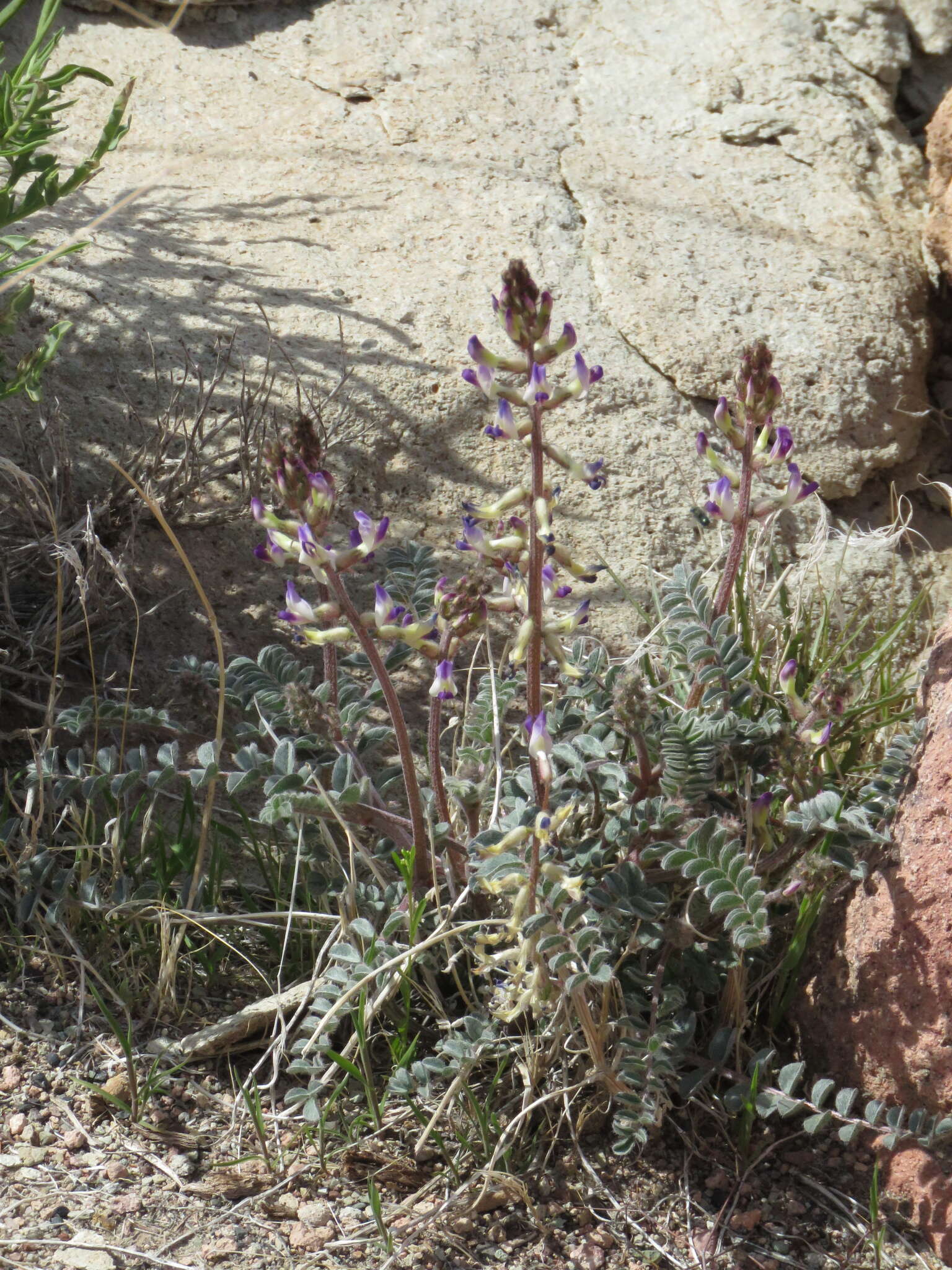 Image of widow's milkvetch