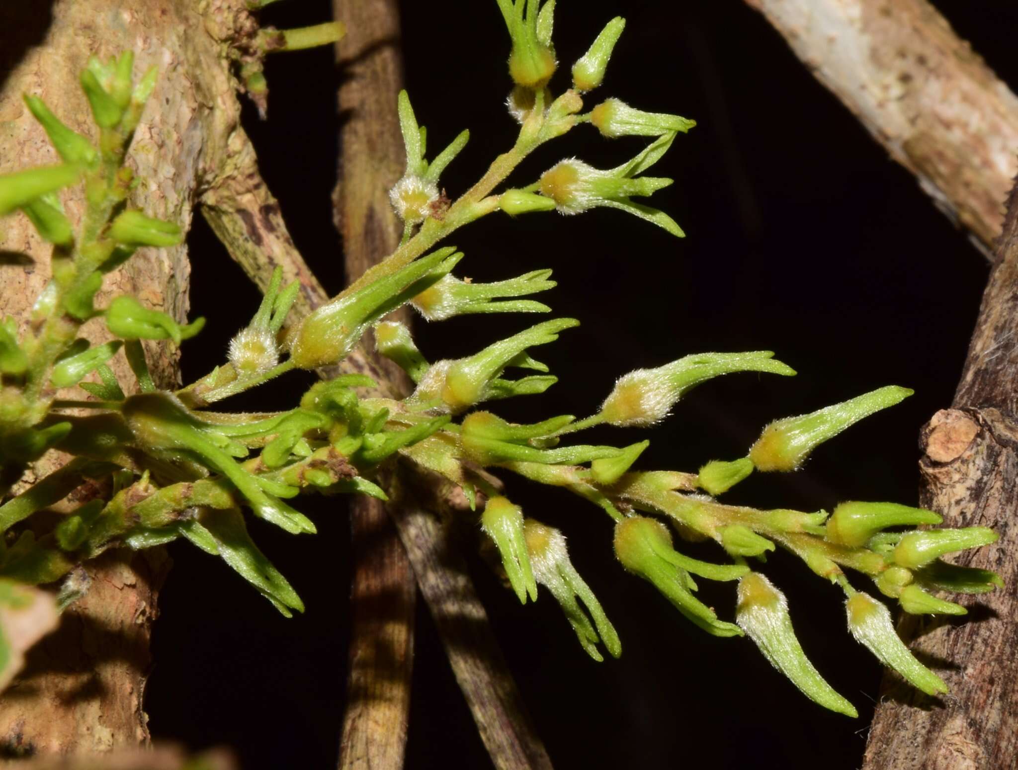 Ruprechtia fusca Fern. resmi