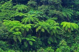 Cyathea conjugata (Spruce ex Hook.) Domin resmi