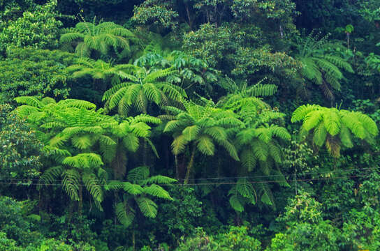 Image de Cyathea conjugata (Spruce ex Hook.) Domin