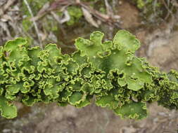 Crocodia aurata resmi