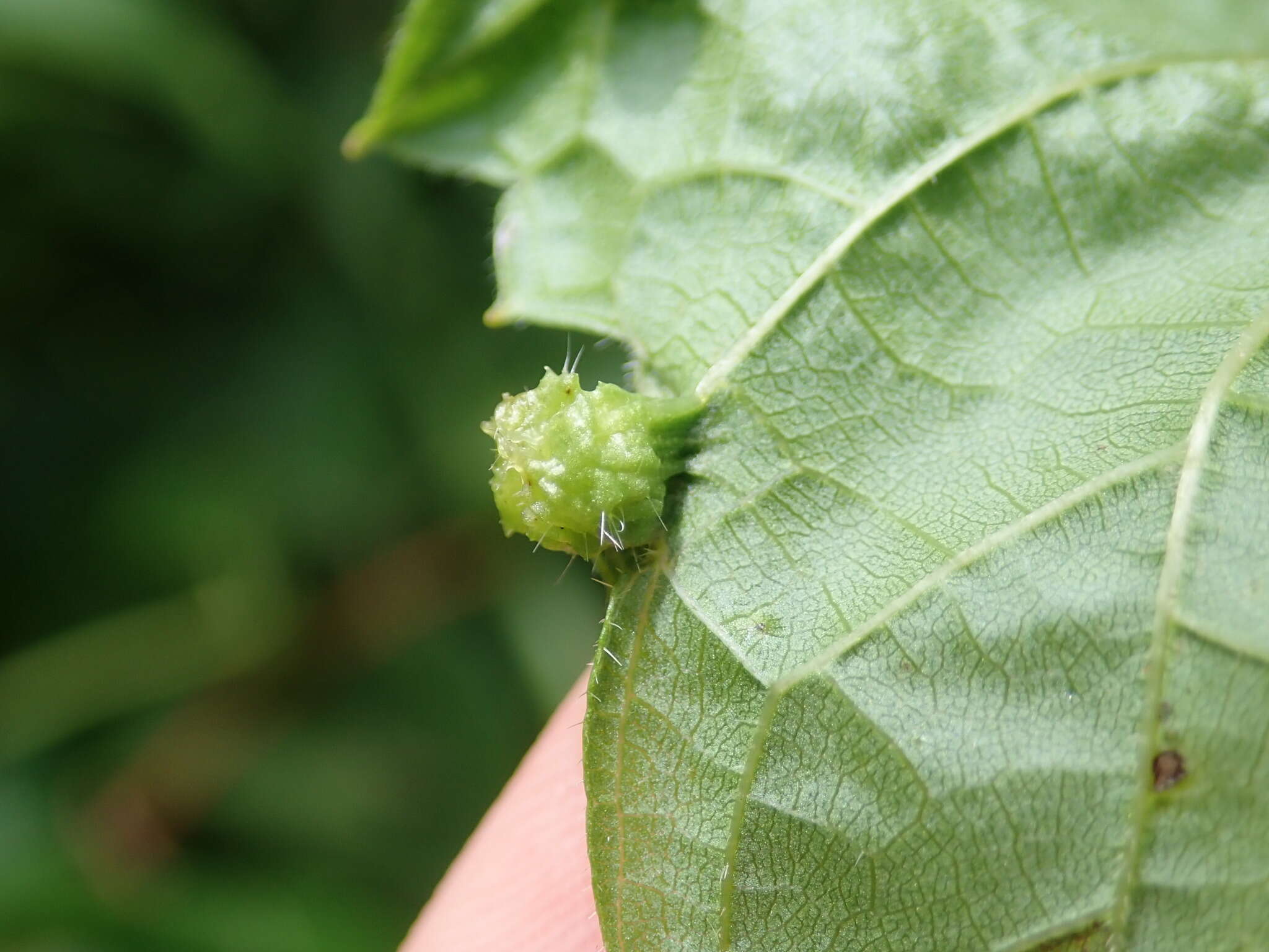 Image of grape phylloxera