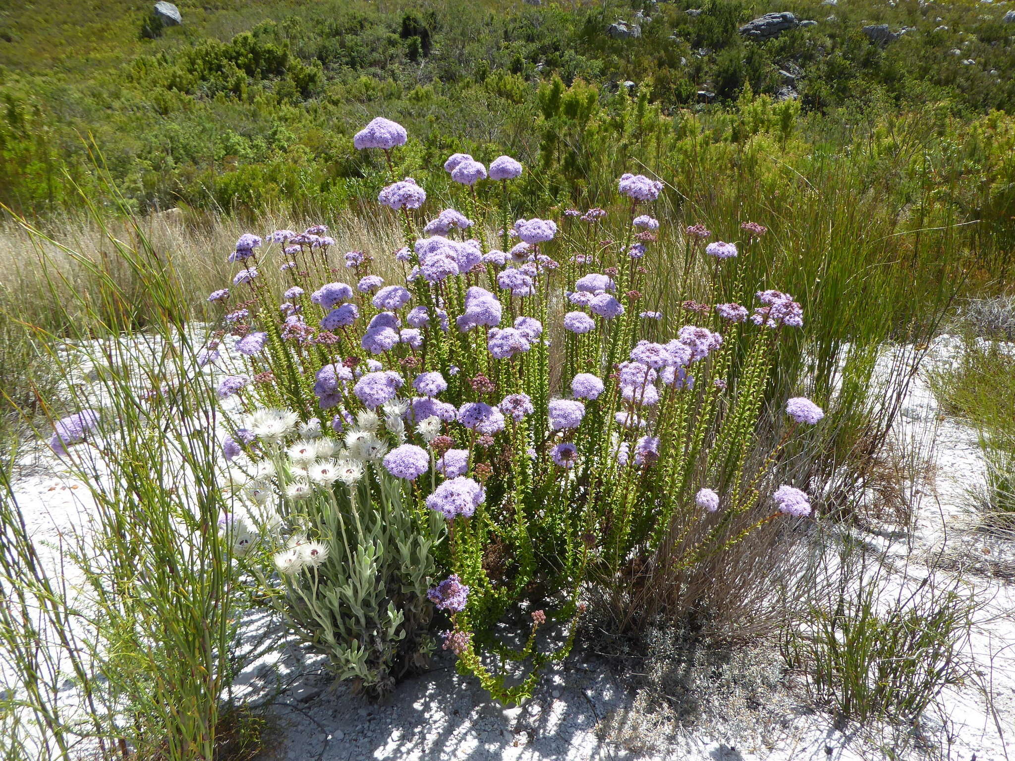 Image de Pseudoselago serrata (P. J. Bergius) O. M. Hilliard