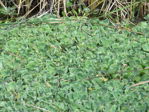 Image of pistia