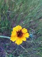 Imagem de Thelesperma filifolium (Hook.) A. Gray