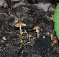 Image of Conocybe rugosa (Peck) Watling 1981