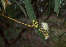 Слика од Eucalyptus amygdalina Labill.