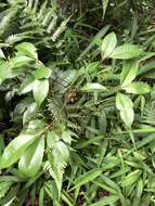 صورة Ardisia chinensis Benth.