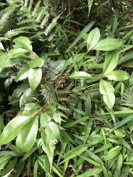 صورة Ardisia chinensis Benth.