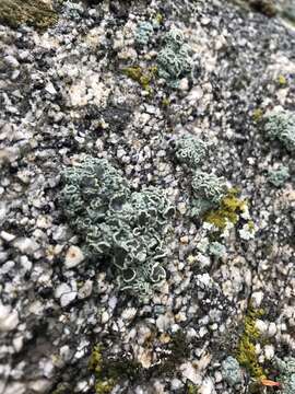 Image of rimmed navel lichen