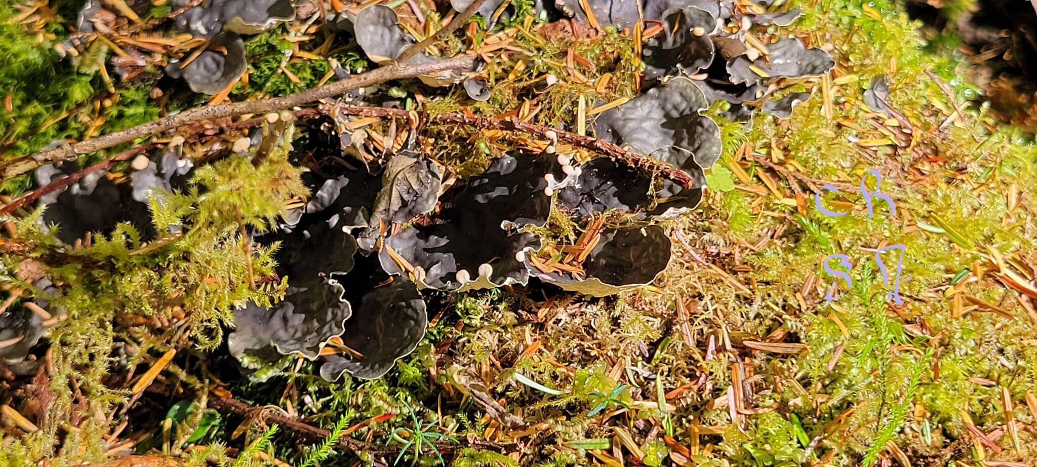 Image of felt lichen