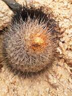 Image of Copiapoa serpentisulcata F. Ritter