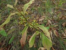 Image of Solidago pacifica Juz.