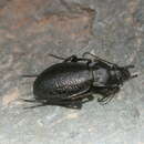 Image of Carabus (Semnocarabus) erosus Motschulsky 1866