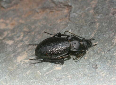 Image of Carabus (Semnocarabus) erosus Motschulsky 1866