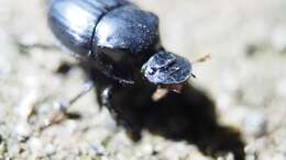 Plancia ëd Onthophagus (Strandius) lenzii Harold 1875